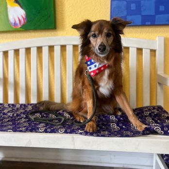 Fur Crazy Pet Salon - Pet Groomers Near Me - Boca Raton, Florida Fur Crazy Pet Salon - Pet Groomers Near Me - Boca Raton, Florida