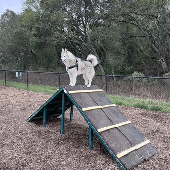 Dogbone Meadows - Love the ramps here hee - Pets Near Me - Novato, California Dogbone Meadows - Love the ramps here hee - Pets Near Me - Novato, California