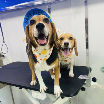 Bark Avenue Pet Grooming - Beau & Blue - Pet Groomers Near Me Bark Avenue Pet Grooming - Beau & Blue - Pet Groomers Near Me