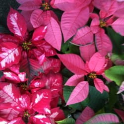Leilani Nursery