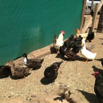 Hidden Haven Farms - They'll sell you a dozen fresh eggs for $5! - Farmers Market Near Me - Jamul, California
