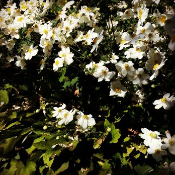 Preston Farm and Winery - Flowers everywhere. - Wine Tours Near Me - Healdsburg, California Preston Farm and Winery - Flowers everywhere. - Wine Tours Near Me - Healdsburg, California