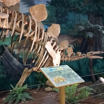 The Dinosaur Store - Museums Near Me - Cocoa Beach, Florida The Dinosaur Store - Museums Near Me - Cocoa Beach, Florida