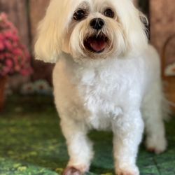 And you always get a cute photo when your pup is ready!