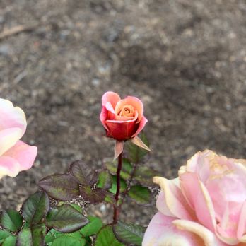 Rose Garden - Hybrid Tea Rose - Parks Near Me - San Francisco, California Rose Garden - Hybrid Tea Rose - Parks Near Me - San Francisco, California