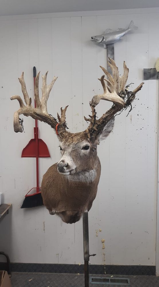 Sunshine State Skulls - taxidermy in Orange City, FL