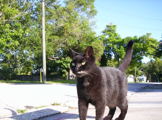 HUMANE SOCIETY OF MANATEE COUNTY - Updated January 2025 - 12 Reviews (3