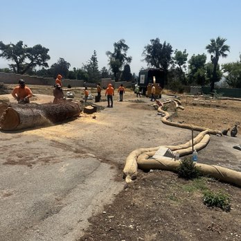 Cesar Tree Service - Tree Services Near Me Cesar Tree Service - Tree Services Near Me