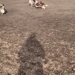 A Place to Play Community Dog Park