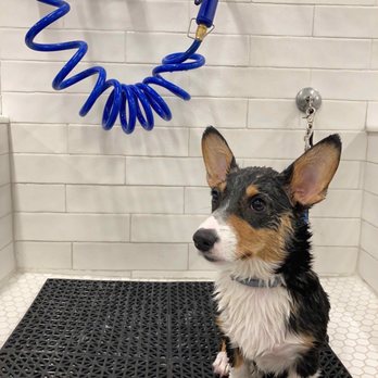 Pawtanicals - PB a 4 month old corgi puppy at Pawtanicals - Pet Services Near Me - North Bergen, New Jersey Pawtanicals - PB a 4 month old corgi puppy at Pawtanicals - Pet Services Near Me - North Bergen, New Jersey