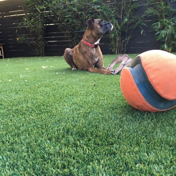 Turfscape Westside - My dog loves Turfscape! - Artificial Turf Near Me - Los Angeles, California Turfscape Westside - My dog loves Turfscape! - Artificial Turf Near Me - Los Angeles, California