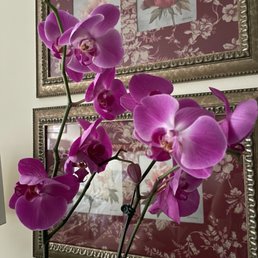 Orchids Orchids
