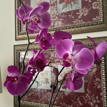 Secret Garden Rose - Orchids - Florists Near Me - New York, New York Secret Garden Rose - Orchids - Florists Near Me - New York, New York