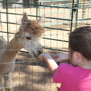 Sierra Rose Alpacas - hand feeding treats - Ranches Near Me - Grass Valley, California Sierra Rose Alpacas - hand feeding treats - Ranches Near Me - Grass Valley, California