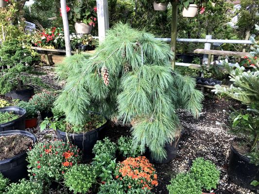 Maple Ridge Nursery & Greenhouse