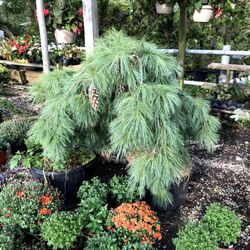 Maple Ridge Nursery & Greenhouse - Weeping pine