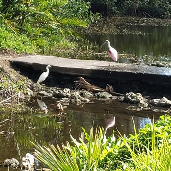 Red Bug Slough - Great Egret and a Roseate Spoonbill--I'll be "dam"med! - Hiking Near Me - Sarasota, Florida Red Bug Slough - Great Egret and a Roseate Spoonbill--I'll be "dam"med! - Hiking Near Me - Sarasota, Florida