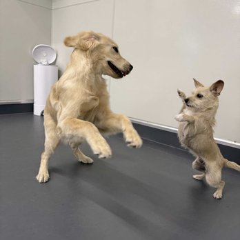 Mollys Dog Care - full play mode activated - Pet Groomers Near Me - Baltimore, Maryland Mollys Dog Care - full play mode activated - Pet Groomers Near Me - Baltimore, Maryland