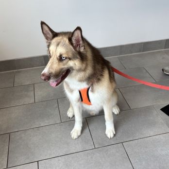 Scenthound Meridian - Clean doggo. - Pet Groomers Near Me - Meridian, Idaho