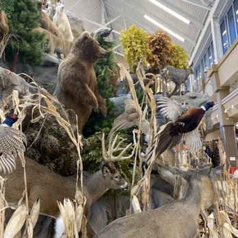 Scheels - Hunting & Fishing Supplies Near Me - The Colony, Texas