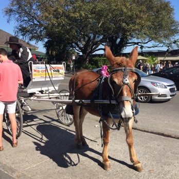 Jackson Square - Carriage rides outside of the square - Parks Near Me - New Orleans, Louisiana Jackson Square - Carriage rides outside of the square - Parks Near Me - New Orleans, Louisiana