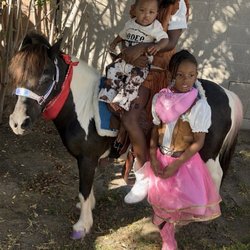 Picture Perfect Ponys