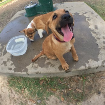 Meyer Park Dog Park - Mochi met new friend, Link :) - Dog Parks Near Me - Spring, Texas