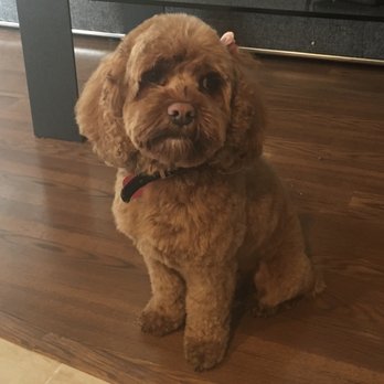 At MY door pet grooming - Pet Groomers Near Me At MY door pet grooming - Pet Groomers Near Me