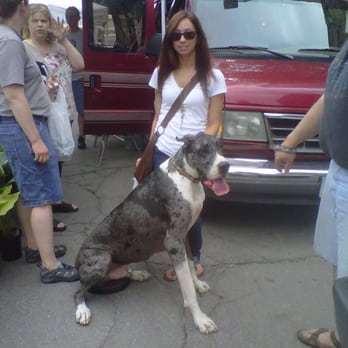 Downtown Farmers Market - Snapped a pic with a vendor's dog-So pretty and still a pup! - Farmers Market Near Me - Cedar Rapids, Iowa Downtown Farmers Market - Snapped a pic with a vendor's dog-So pretty and still a pup! - Farmers Market Near Me - Cedar Rapids, Iowa