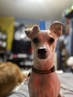 FRIENDS OF UPLAND ANIMAL SHELTER - Updated December 2024 - 64 Photos