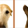Cathy's Critter Cleaners Mobile Pet Grooming Spa gift card