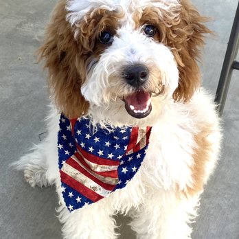 Bark Out Loud - Pet Groomers Near Me - San Diego, California