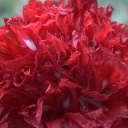 Precious Paws Poppies - HEIRLOOM SCARLET PEONY POPPY FROM SEED