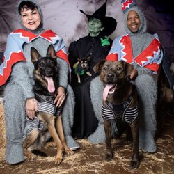 Foster Army Animal Rescue - Ghouls for Drools. Saturday, October 12, 2024 Photo Opportunity with The #WickedWitch Professional #Pet Pics by Ale at Oaks #Photography