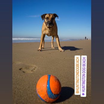 OC Pet Sitters - Ready to Play!
#Dogwalk!
#Petsitting #LaderaRanch #OrangeCounty
#HuntingtonBeach - Dog Walkers Near Me - LADERA RANCH, California