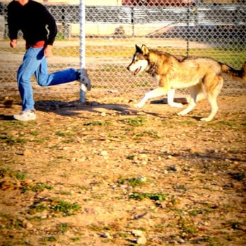 WHAR - Wolf - Lucein with David - Animal Shelters Near Me - Paso Robles, California