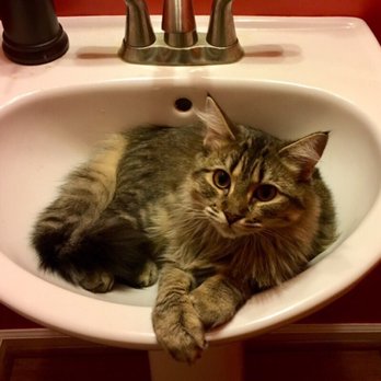 Fauquier SPCA - Pet Adoption Near Me - Midland, Virginia Fauquier SPCA - Pet Adoption Near Me - Midland, Virginia