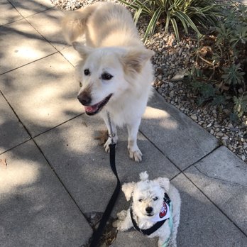 Walk N Roll Doggie - Big and small. We love them all! - Dog Walkers Near Me - San Diego, California Walk N Roll Doggie - Big and small. We love them all! - Dog Walkers Near Me - San Diego, California