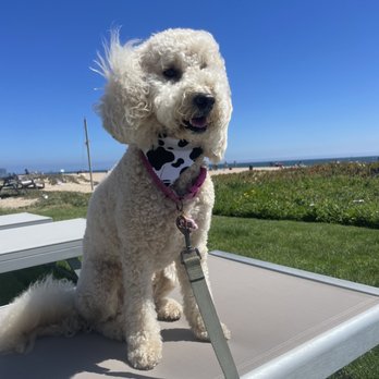 Salty Paws Grooming Studio - Pet Groomers Near Me - Huntington Beach, California