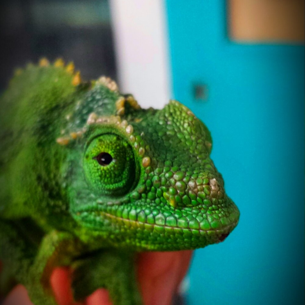 Pet Club - Pet Stores Near Me - San Jose, California Pet Club - Pet Stores Near Me - San Jose, California