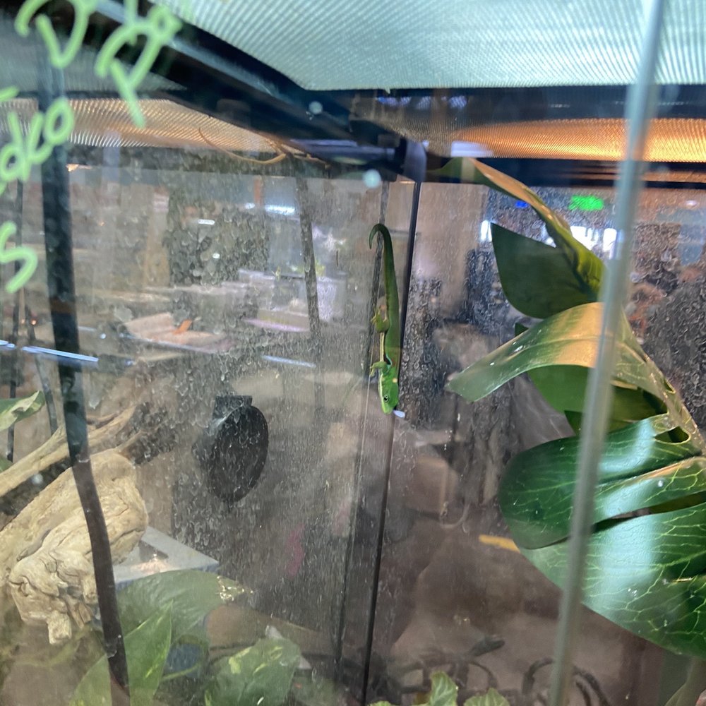 Nature Box Pet Emporium - Breeder peacock day geckos - Pet Stores Near Me - Aurora, Colorado Nature Box Pet Emporium - Breeder peacock day geckos - Pet Stores Near Me - Aurora, Colorado