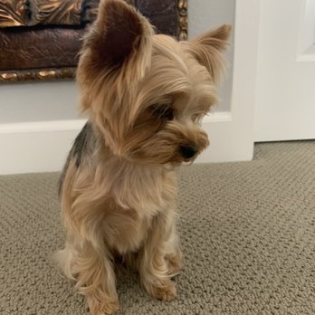 Carmel Groomers  - Pet Groomers Near Me - Carmel, California