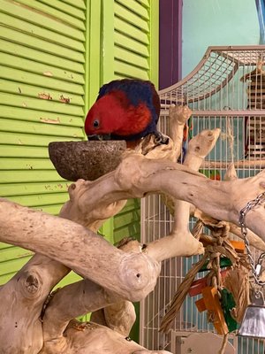 Preuss Pets by null