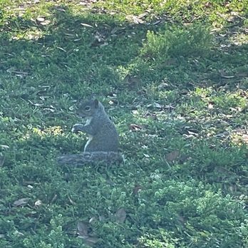 Crescent Lake Park - Some of the wildlife - Playgrounds Near Me - St. Petersburg, Florida Crescent Lake Park - Some of the wildlife - Playgrounds Near Me - St. Petersburg, Florida