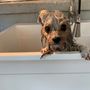 Sandys Grooming