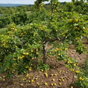 Lyman Orchards - Fruits & Veggies Near Me - Middlefield, Connecticut