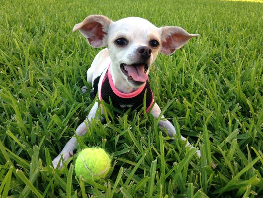 Carrie's Critter Care