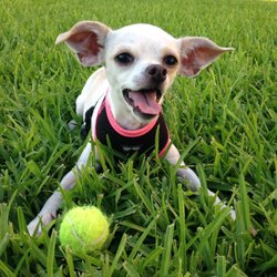 Carrie's Critter Care - Biscuit loves ball time more than life itself.