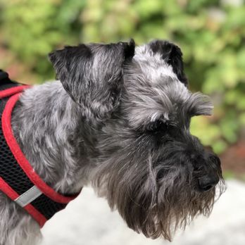 Petsercise - Dog Walkers Near Me