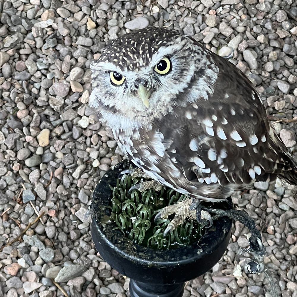 Dalhousie Falconry - Archery Near Me - Edinburgh, MLN